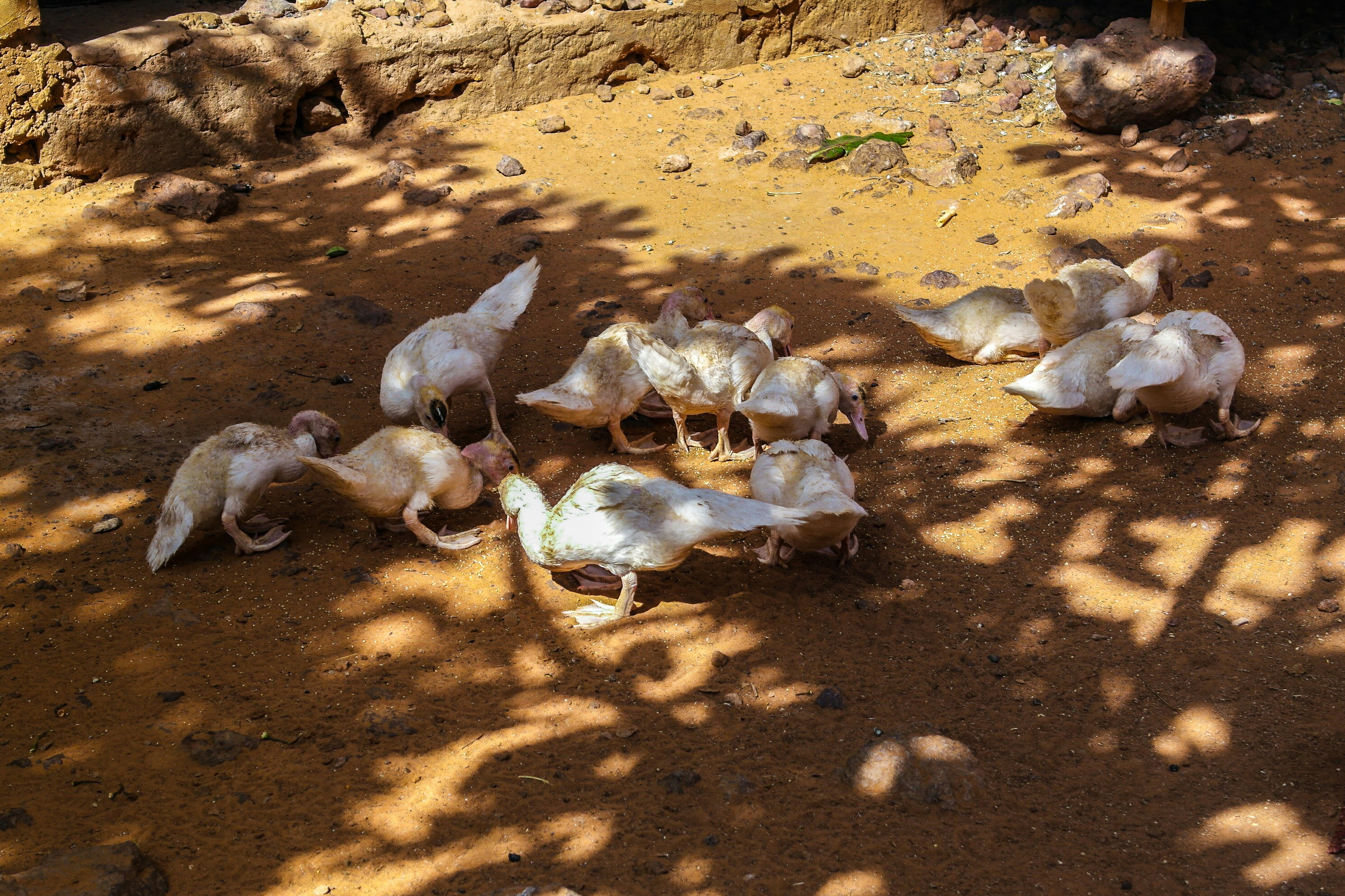 Ayam