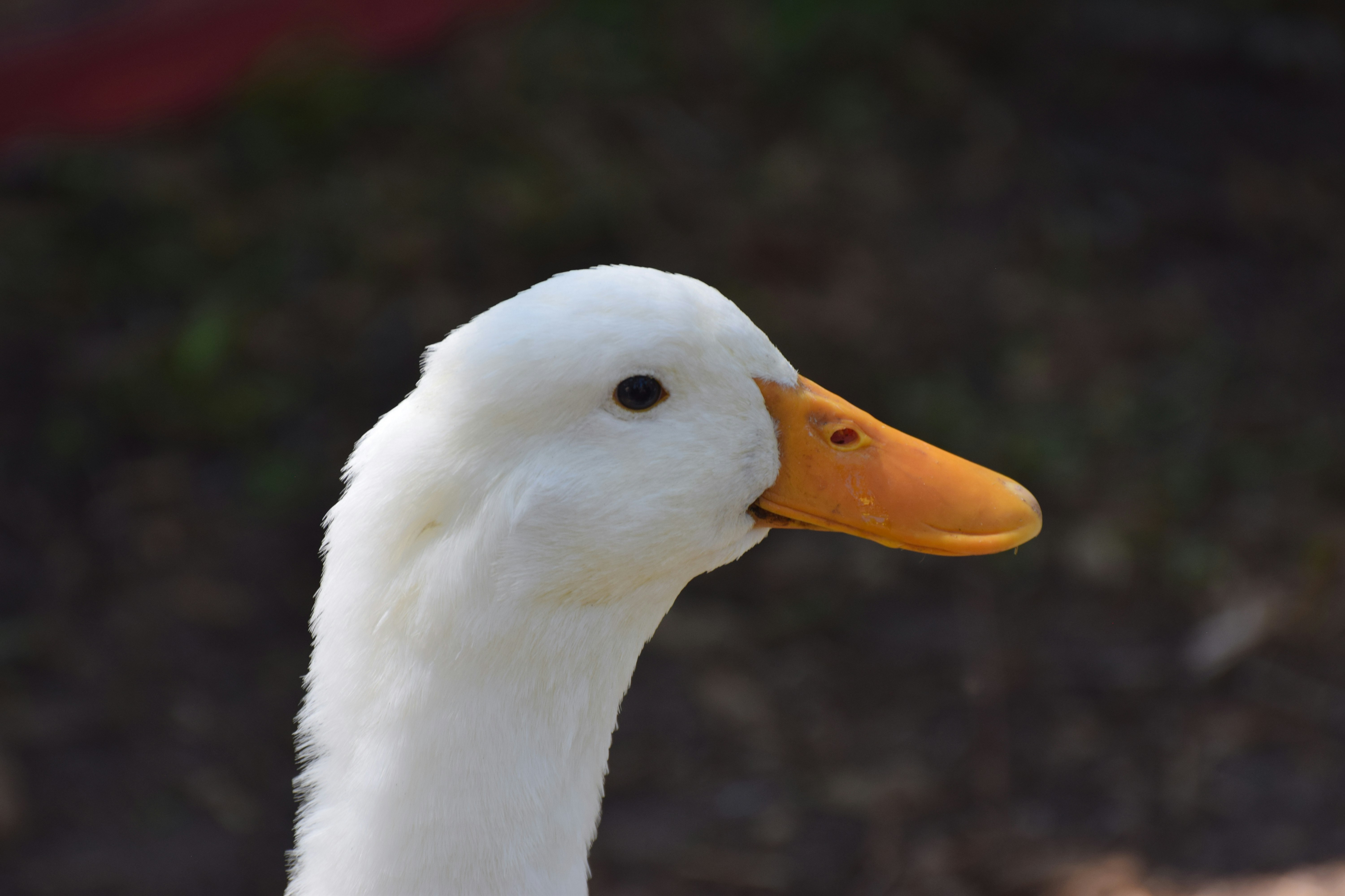 Bebek